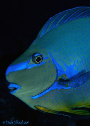 Too Blue! by Debi Henshaw 